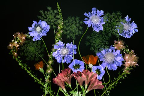 Framed Botanical XI Print