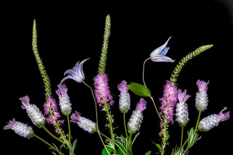 Framed Botanical X Print