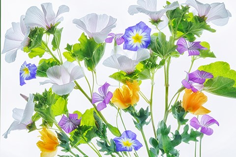 Framed Botanical VI Print