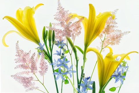 Framed Botanical V Print