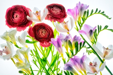 Framed Botanical IV Print