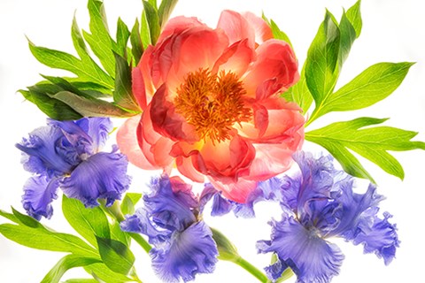 Framed Botanical III Print