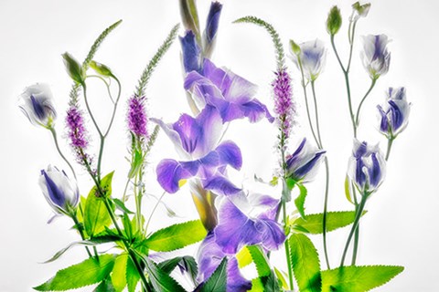 Framed Botanical II Print