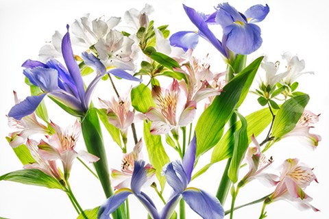 Framed Botanical I Print