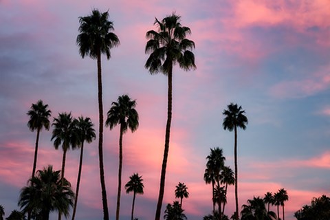 Framed Palm Sunset Print
