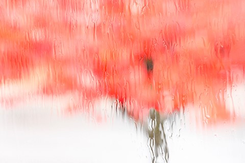 Framed Coral Window Print