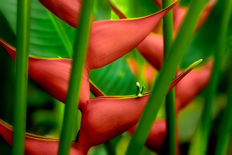 Framed Floral Details Print