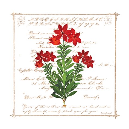 Framed Floral I Print