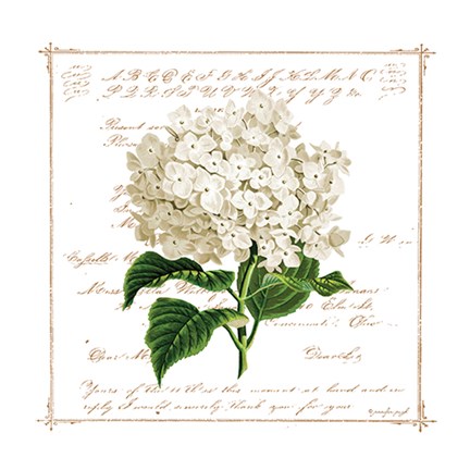 Framed Floral IV Print