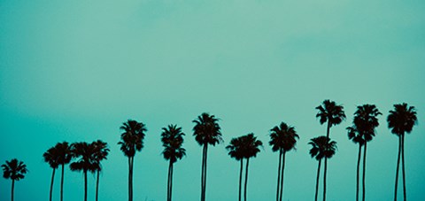 Framed Palms in Color Print