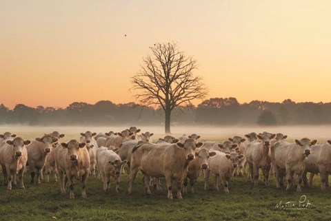 Framed Just Come Cows and A Dead Tree Print