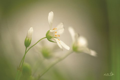 Framed Stellaria Print