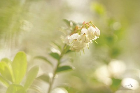 Framed Lingonberry Print