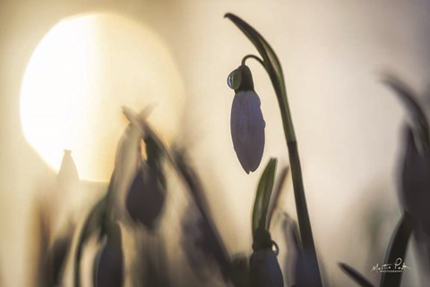 Framed Backlit Snowdrop Print