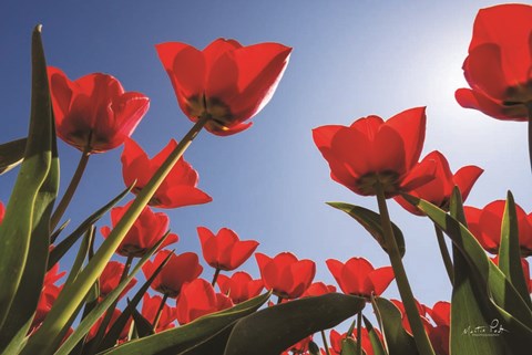 Framed Look Up in Red Print