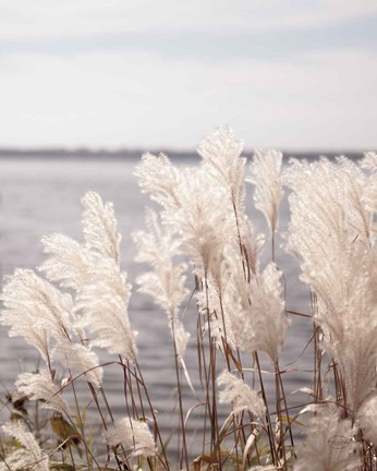 Framed Pampas Grass Print