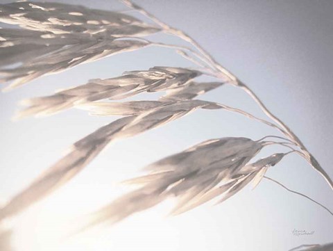 Framed Windy Wheat Fields II Light Print