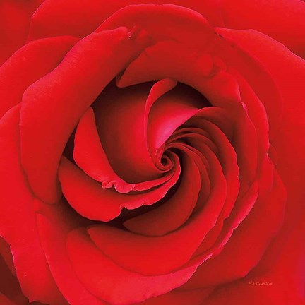 Framed Passion Print