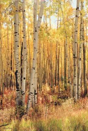 Framed Solid Gold II - Dark version Print