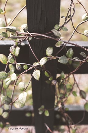 Framed Fence Vine Print