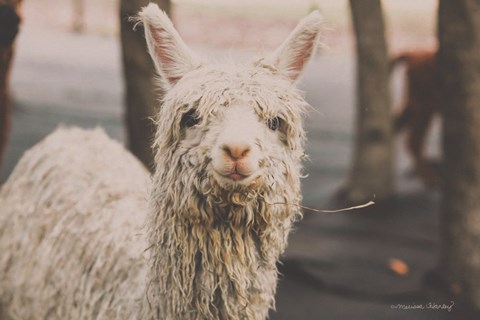 Framed Shabby Alpaca Print