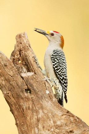 Framed Golden-Fronted Woodpecker Eating A Seed, Linn, Texas Print