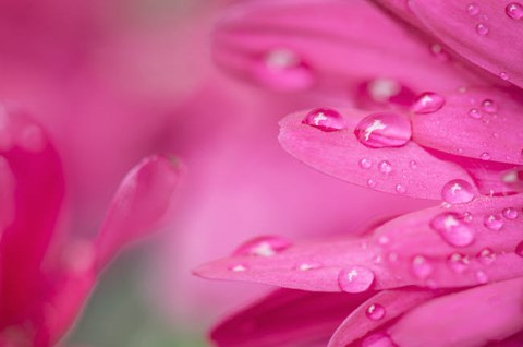 Framed Pink Mum 1 Print