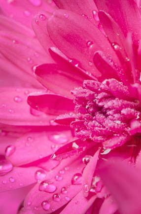 Framed Pink Mum 2 Print