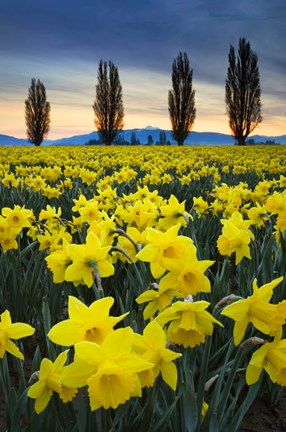 Framed Fields Of Yellow Daffodils In Late March, Skagit Valley, Washington State Print