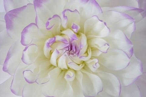 Framed Dahlia Blossom Close-Up Print