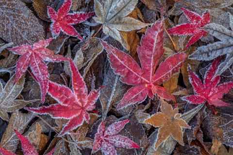 Framed Frosty Leaves In Autumn Print