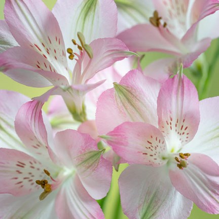 Framed Alstroemeria Blossoms Close-Up Print