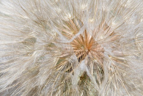Framed Seedhead Of Yellow Salsify, Eastern Washington Print