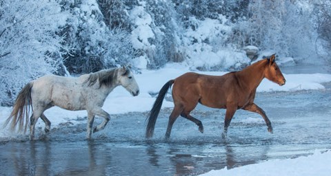 Framed Horses Crossing Shell Creek In Winter, Wyoming Print
