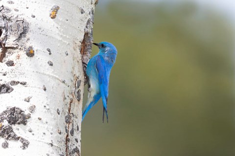 Framed Male Mountain Bluebird Perching At Its Nest Hole Print