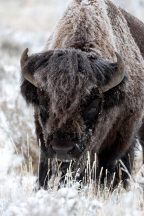 Framed Portrait Of A Frost Covered American Bison Print