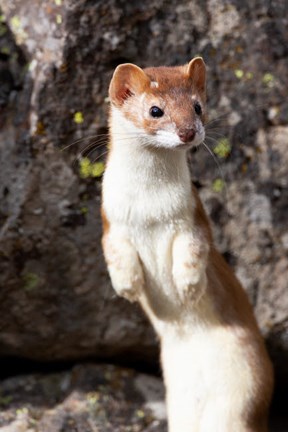 Framed Portrait Of A Long-Tailed Weasel Print