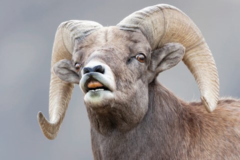 Framed Bighorn Ram Lifts Its Lip In A Flehmen Print
