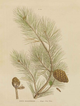 Framed Herbal Botanical XIII Print