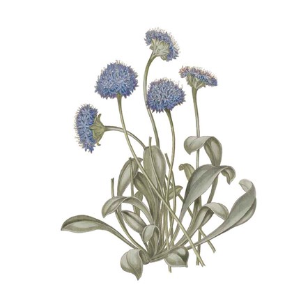 Framed Monument Etching Tile Flowers IX Print