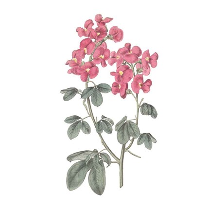 Framed Monument Etching Tile Flowers IV Print