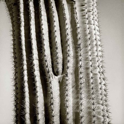 Framed Cactus Star Print