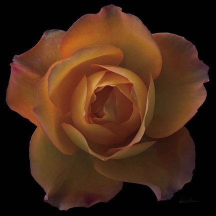 Framed Floral Majesty V Print