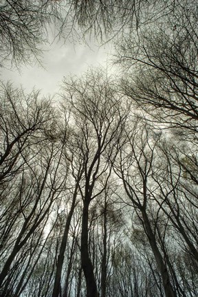 Framed Light through the Trees Print