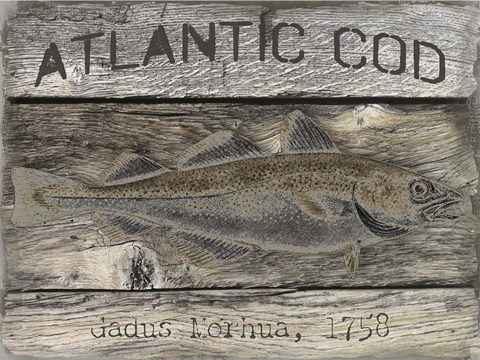 Framed Atlantic Cod Print