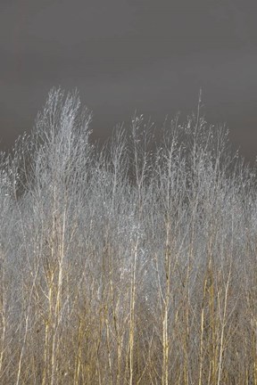 Framed Silver Forest II Print