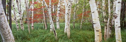 Framed White Birch Trees In Wild Gardens Of Acadia, Acadia National Park, Maine Print