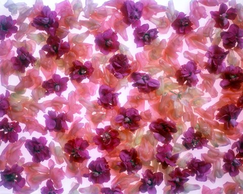 Framed Full Frame Of Pink And Purple Flowers Print