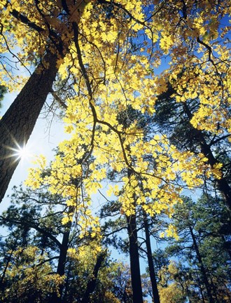 Framed Autumn Trees CA Print