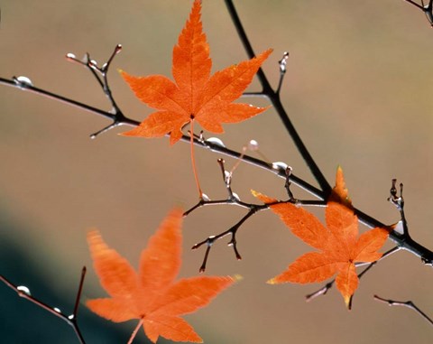 Framed Red Autumn Leaves On Branches, Kyoto, Japan Print